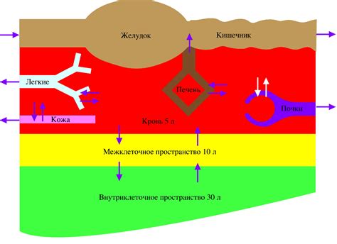 Механизмы связывания костных структур в организме человека: архитектура и роль