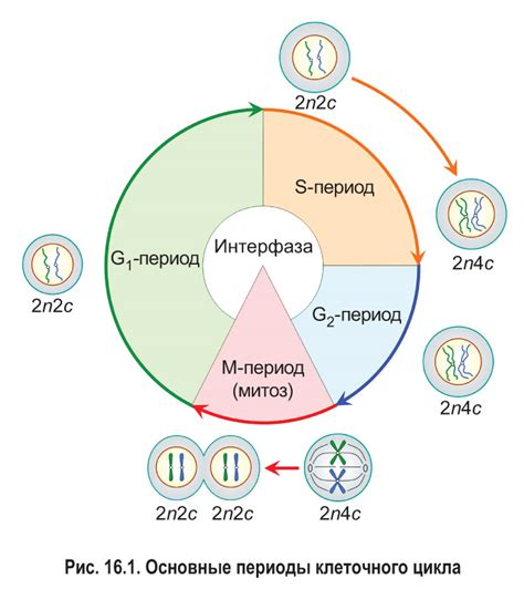 Механизмы формирования и увеличения размеров клеточного оболочки