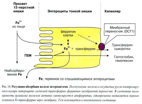 Механизмы хранения и распределение железа в организме