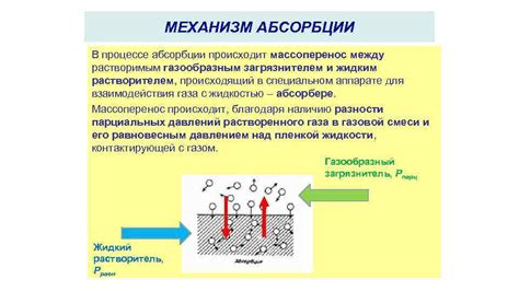 Механизм абсорбции продуктов разложения питательных веществ