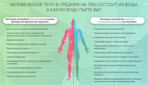 Механизм воздействия жиросжигателей на организм: как они помогают снизить уровень жира в органзме