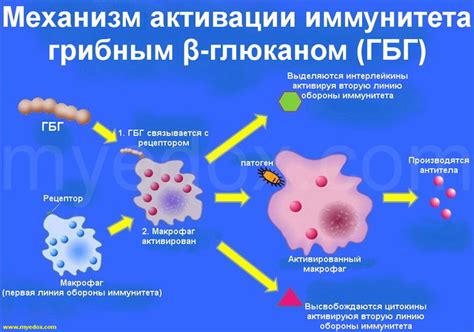 Механизм воздействия природных экстрактов мяты на физиологические процессы организма