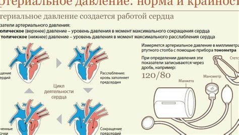 Механизм воздействия рябины на показатели артериального давления