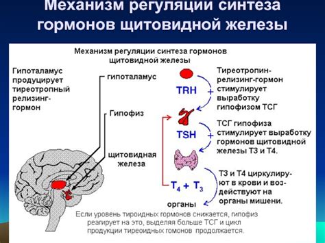 Механизм воздействия эутирокса на функцию щитовидной железы