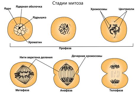 Механизм возникновения миотического спиндла в клетке