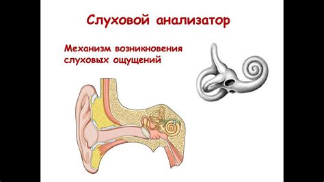 Механизм возникновения необычных ощущений при смещении головы