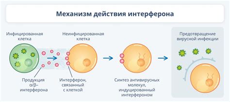 Механизм действия Виферона и Инфагеля