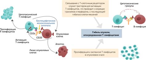 Механизм действия вируснейтрализующих антител