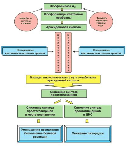 Механизм действия и эффективность лечения