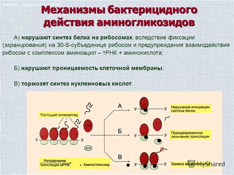 Механизм действия пенициллина