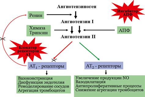 Механизм действия яблок на организм диабетика: разбор принципов