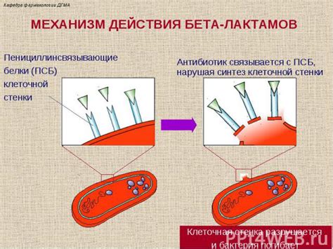 Механизм образования группы веществ в молоке, имеющих свойства бета лактамов