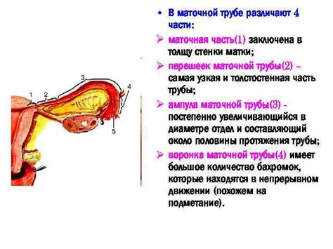 Механизм образования жидкости в маточной полости