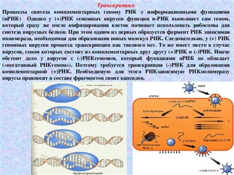 Механизм образования и функции мессенджерной РНК вирусов