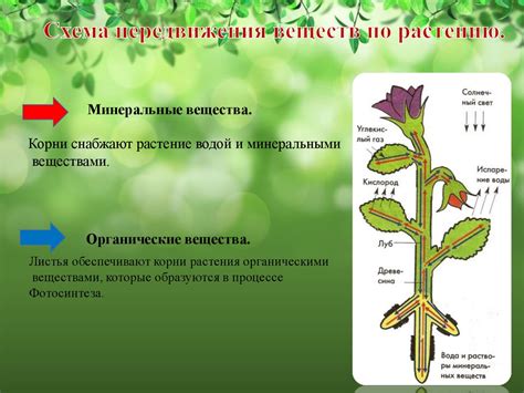 Механизм перемещения соков по внутренней системе растения