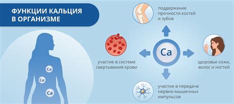 Механизм перехода кальция в организме через пищеварительную систему собак