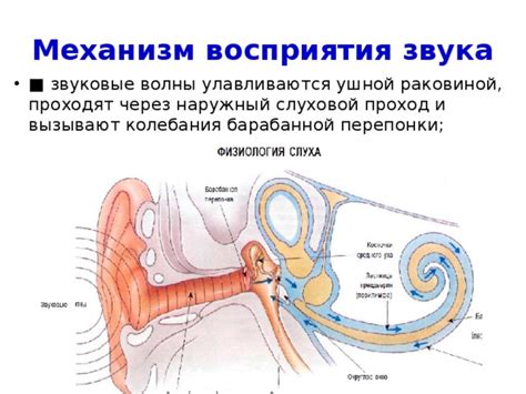 Механизм повреждения барабанной перепонки при воздействии интенсивного звука