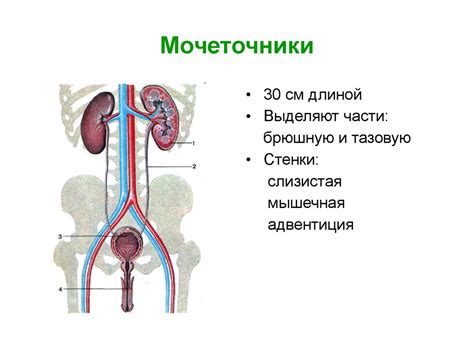 Механизм функционирования выделительной системы на стопе
