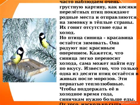 Миграция как стратегия уклонения от осадков: куда отправляются пернатые жители