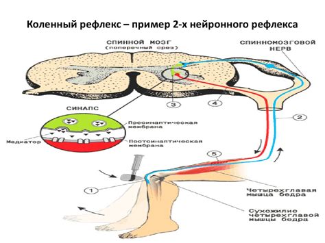 Мигрирующие лимфоциты: передача информации между жидкостными системами
