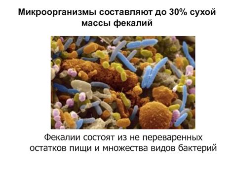 Микрофлора толстого кишечника: переработка остатков пищи и синтез важных веществ