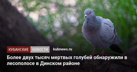 Мистические толкования видения мертвых голубей