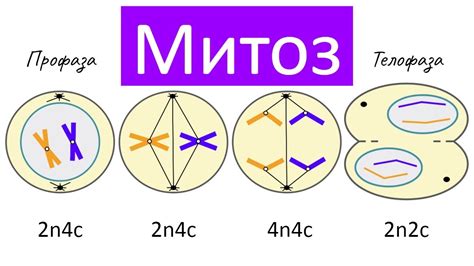 Митоз: деление клетки и передача генетической информации