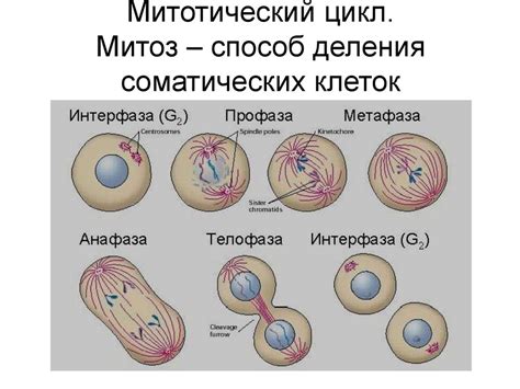 Митоз: неотъемлемая часть митотического цикла клетки