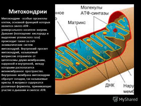 Митохондрии: кладезь энергии внутри клетки