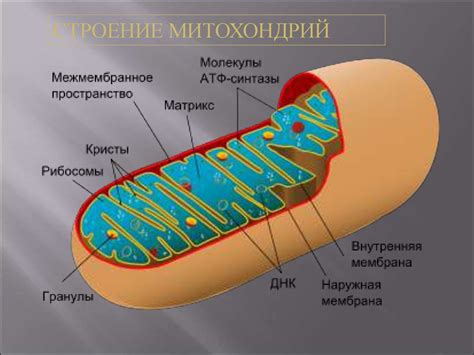 Митохондрии: фабрики энергии организма