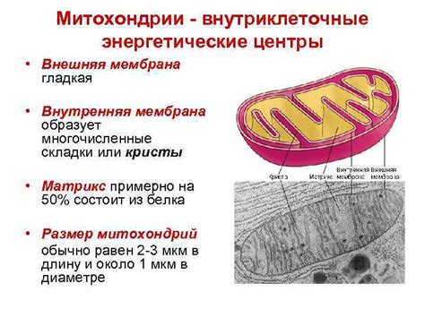 Митохондрии: энергетические центры и структуры обмена веществ