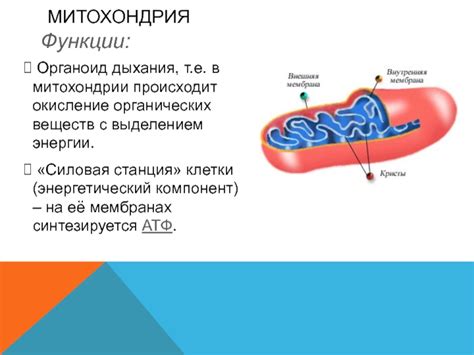 Митохондрии: энергетический центр клетки и важное звено дыхания