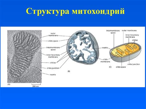 Митохондрии и хлоропласты: носители генетической информации