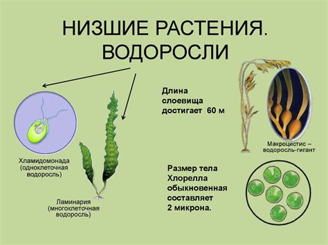 Миф: низшие растения не играют важной роли в жизни человека