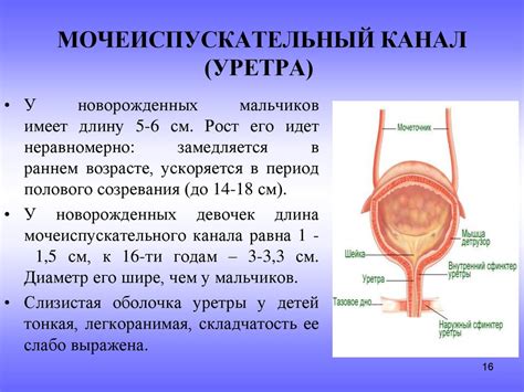 Мифы и факты о заболеваниях мочевой системы: разбираемся в деталях