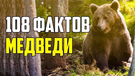 Миф о медведях и их привязанности к земле: факты и опровержения