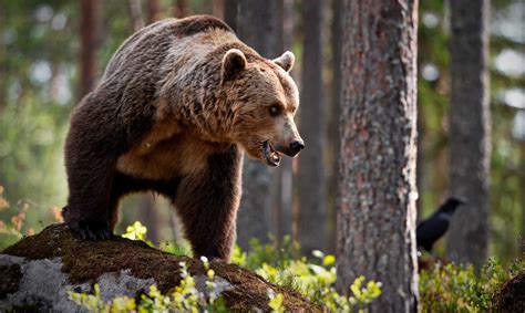 Многообразие видов и ареал медведей в разных уголках планеты