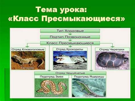 Многообразие пушистых покрытий в окружающей нас природе