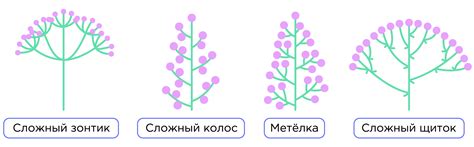 Множество вариантов формирования соцветий при сложной организации