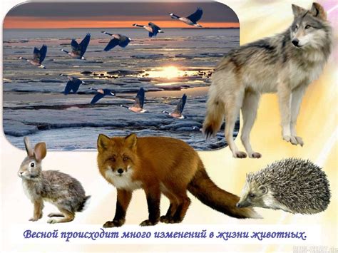Множество ролей и разнообразное поведение в мире птиц