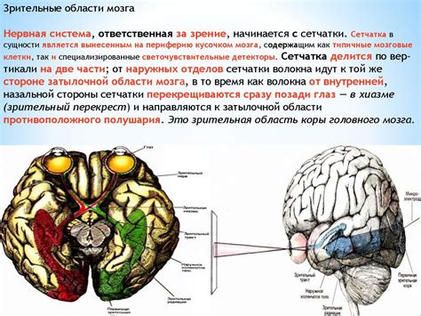 Мозг: главный архитектор зрительной информации