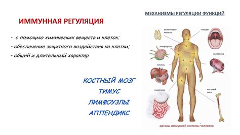 Мозговой ствол: регуляция важных функций организма