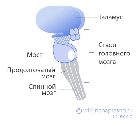 Мозговой ствол: эпицентр активности клеток, отвечающих за жизненно важные функции