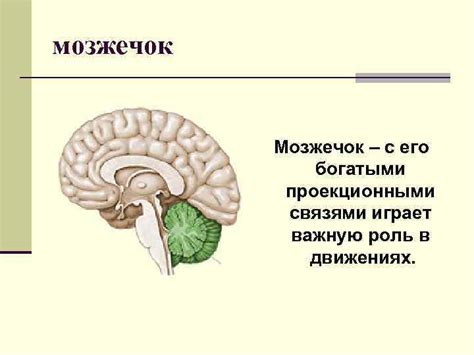 Мозжечок и его роль в согласовании движений