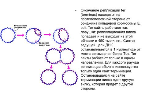 Молекулы-строительные блоки генетической информации и их роль в функционировании клеток