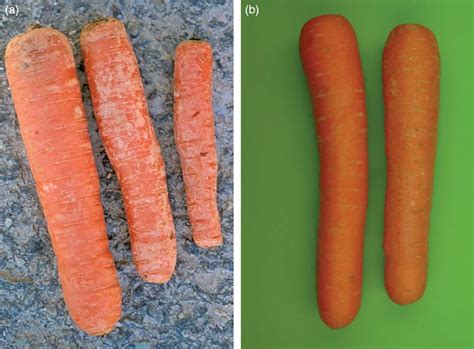 Морковь после хранения: как использовать увядший корень