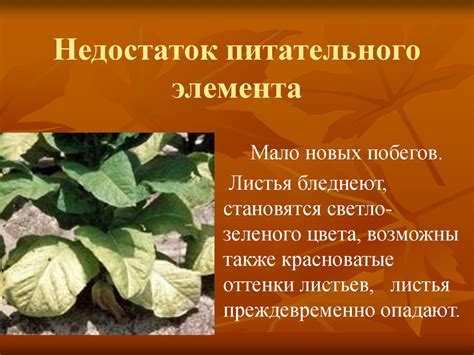 Мочевина: уникальные свойства и состав питательного угревателя для растений