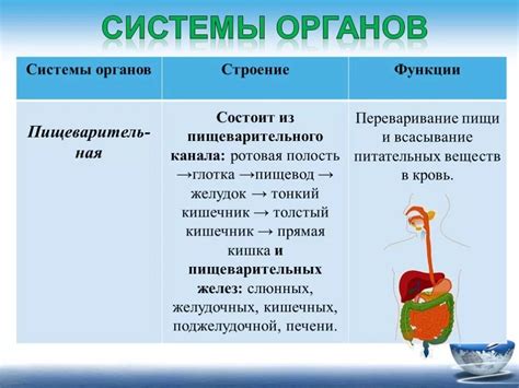 Мочевыделительная система: ролевое распределение главных органов и их основные функции