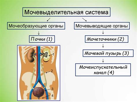 Мочевыделительная система: удаление определенных продуктов обмена веществ из организма