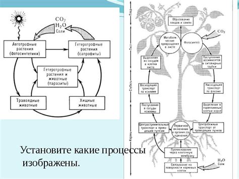 Мощь психологического воздействия веры в природные циклы